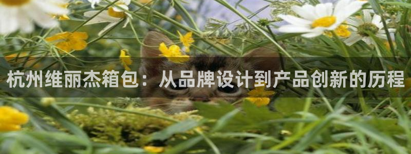 卧龙娱乐过山车