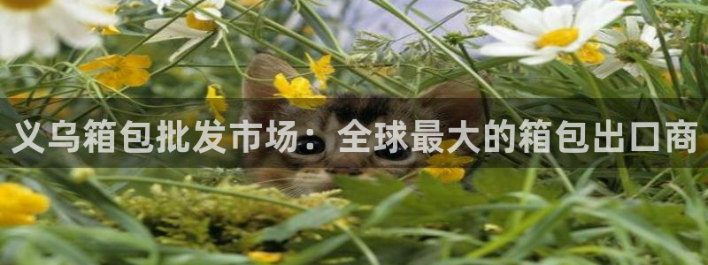 卧龙娱乐老板是谁呀图片