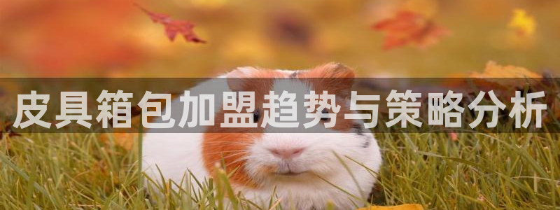 卧龙娱乐总代理是谁呀